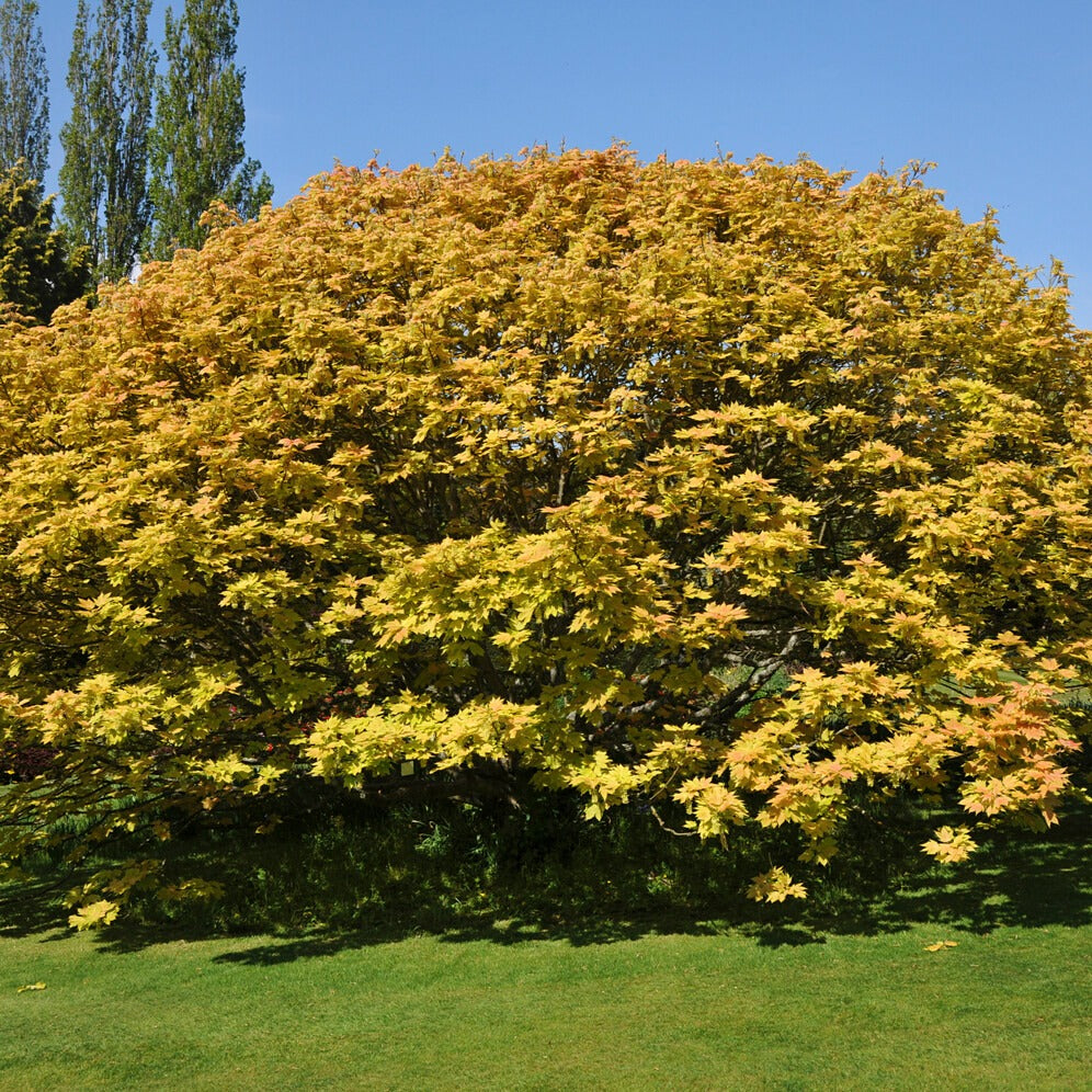 Berg-Ahorn ‘Brilliantissimum’ - Acer pseudoplatanus 'brilliantissimum' - Willemse