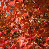 Roter Ahorn ‘Sun Valley’ - Acer rubrum 'sun valley' - Willemse