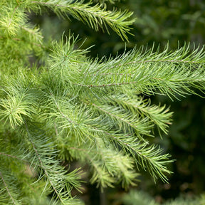 Lärche - Japanische Lärche - Larix kaempferi