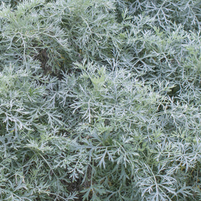 Halbstrauchiger Wermut Powis Castle - Artemisia arborescens Powis Castle - Willemse