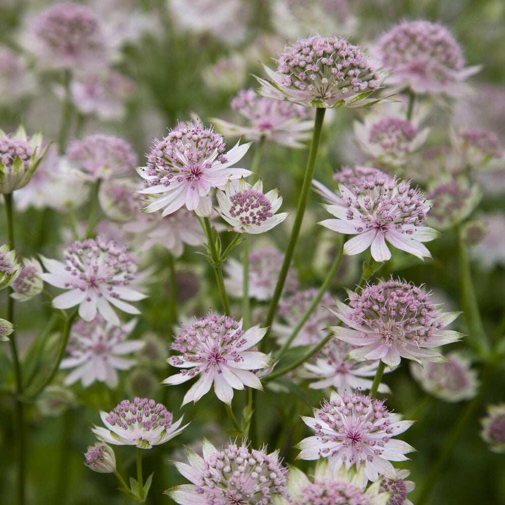 Astrantia major Buckland - Große Sterndolde Buckland - Astrantia