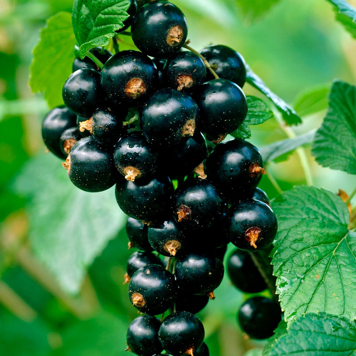 Schwarze Johannisbeere Titania - Ribes nigrum 'titania' - Willemse
