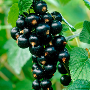 Schwarze Johannisbeere Titania - Ribes nigrum 'titania' - Willemse