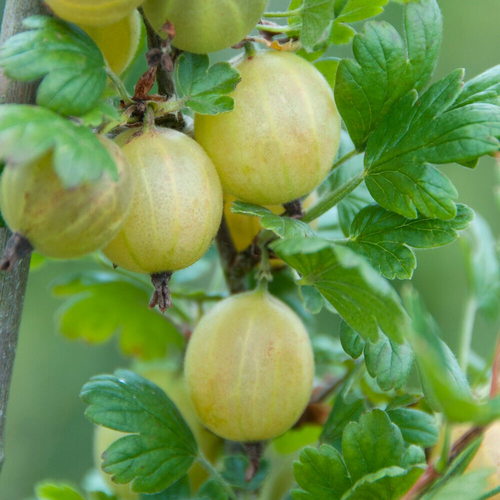 Stachelbeere Hinnonmäki Grün - Willemse