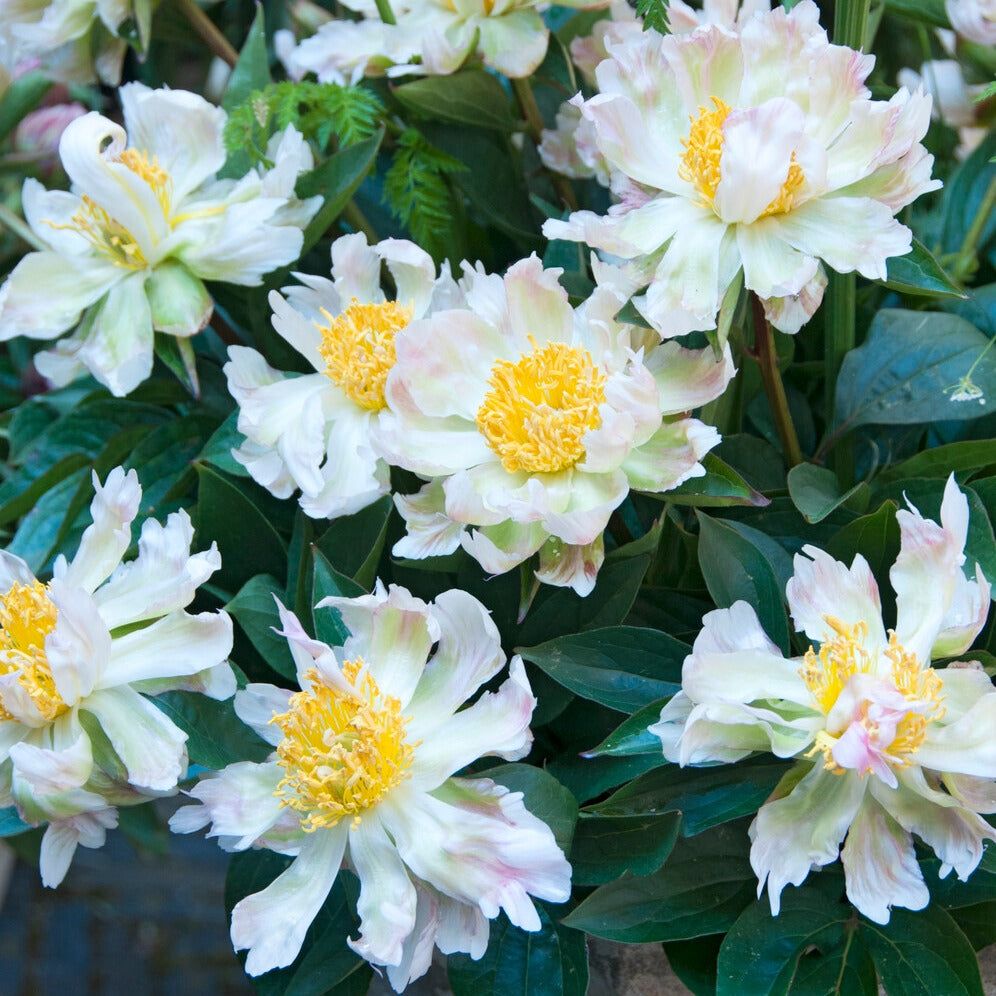 Pfingstrose Green Lotus - Willemse