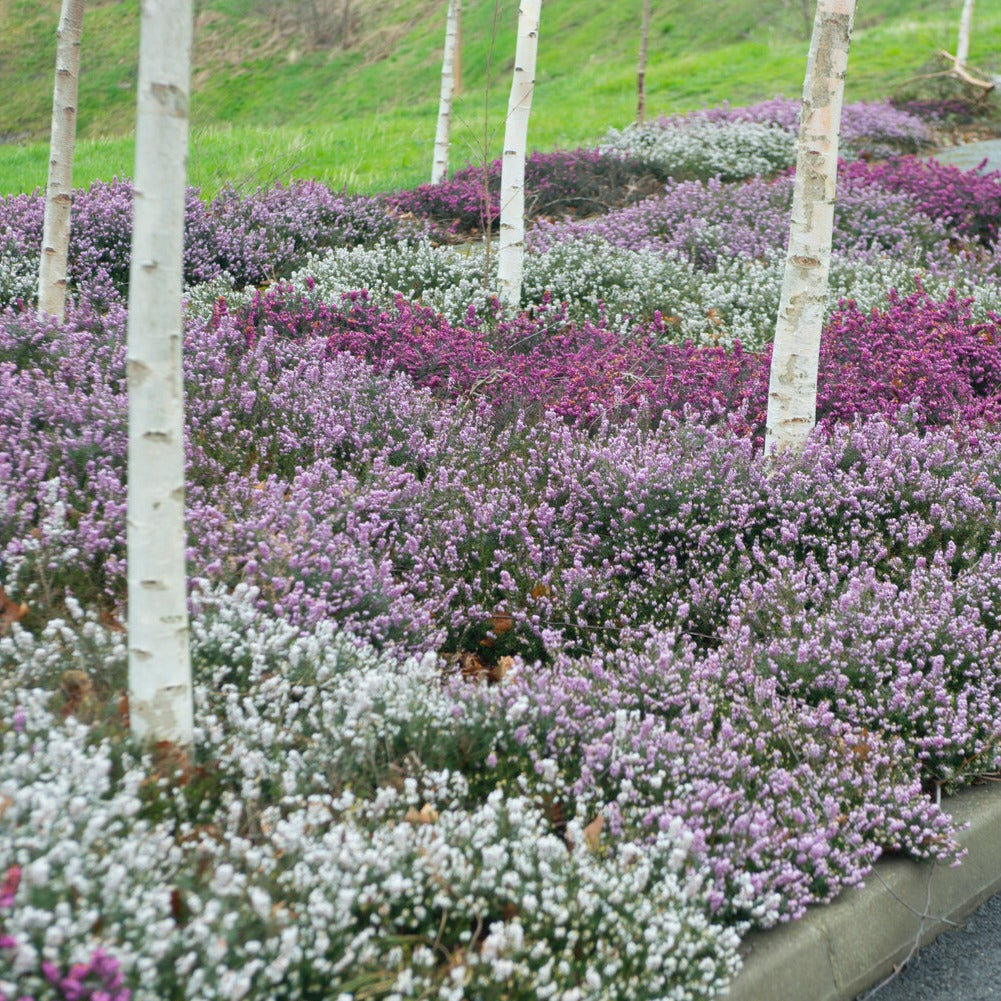 Winterheiden Mischung (rot + rosa + weiß) (x6) - Willemse