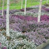 Winterheiden Mischung (rot + rosa + weiß) (x6) - Willemse