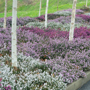Winterheiden Mischung (rot + rosa + weiß) (x6) - Willemse