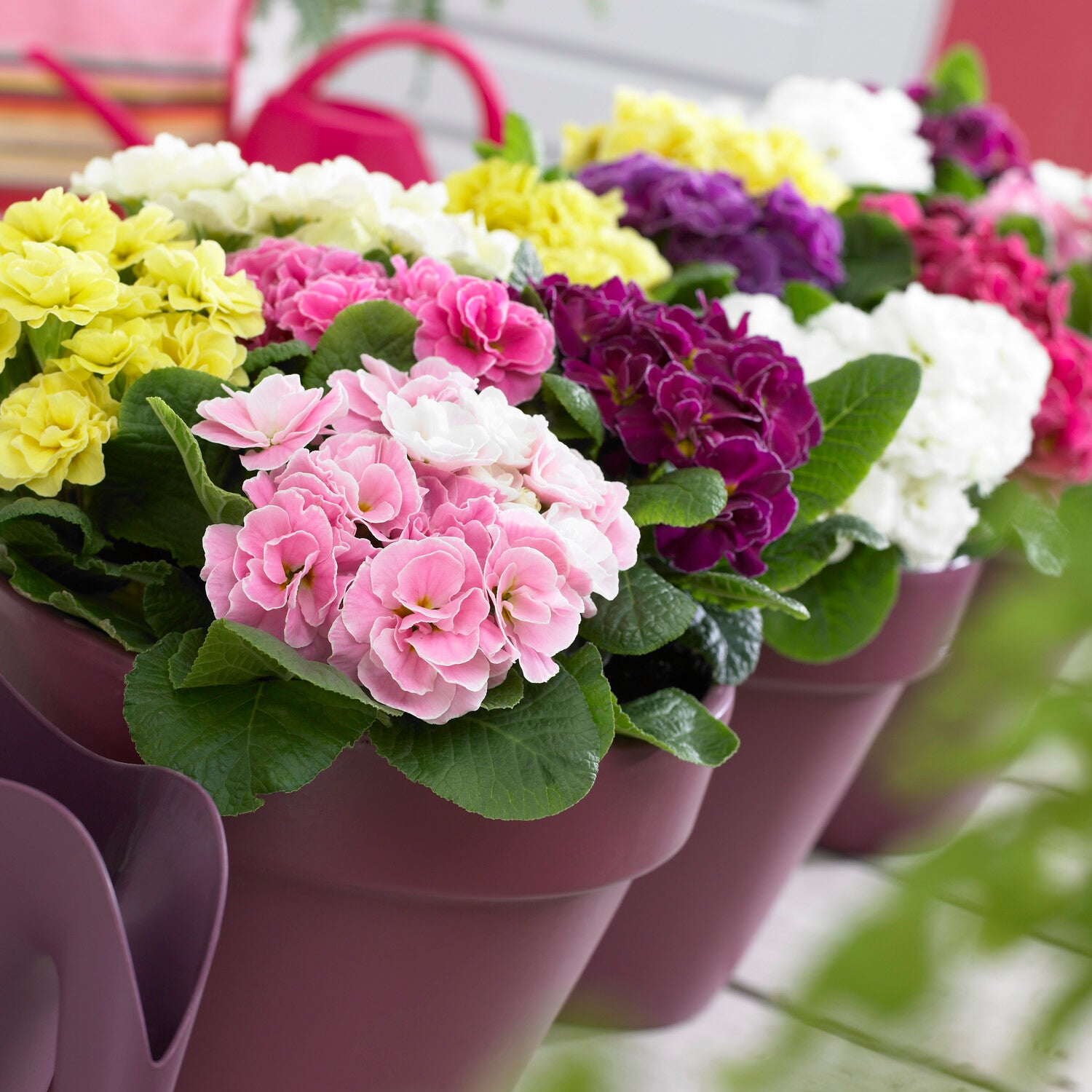 Doppelprimel in DoublePrincess-Mischung (x3) - Primula double princess - Willemse