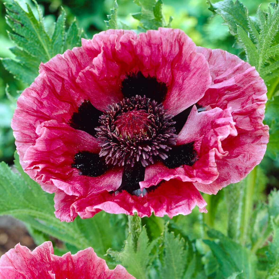 Orientalischer Mohn Manhattan (x3) - Papaver orientale Manhattan - Willemse
