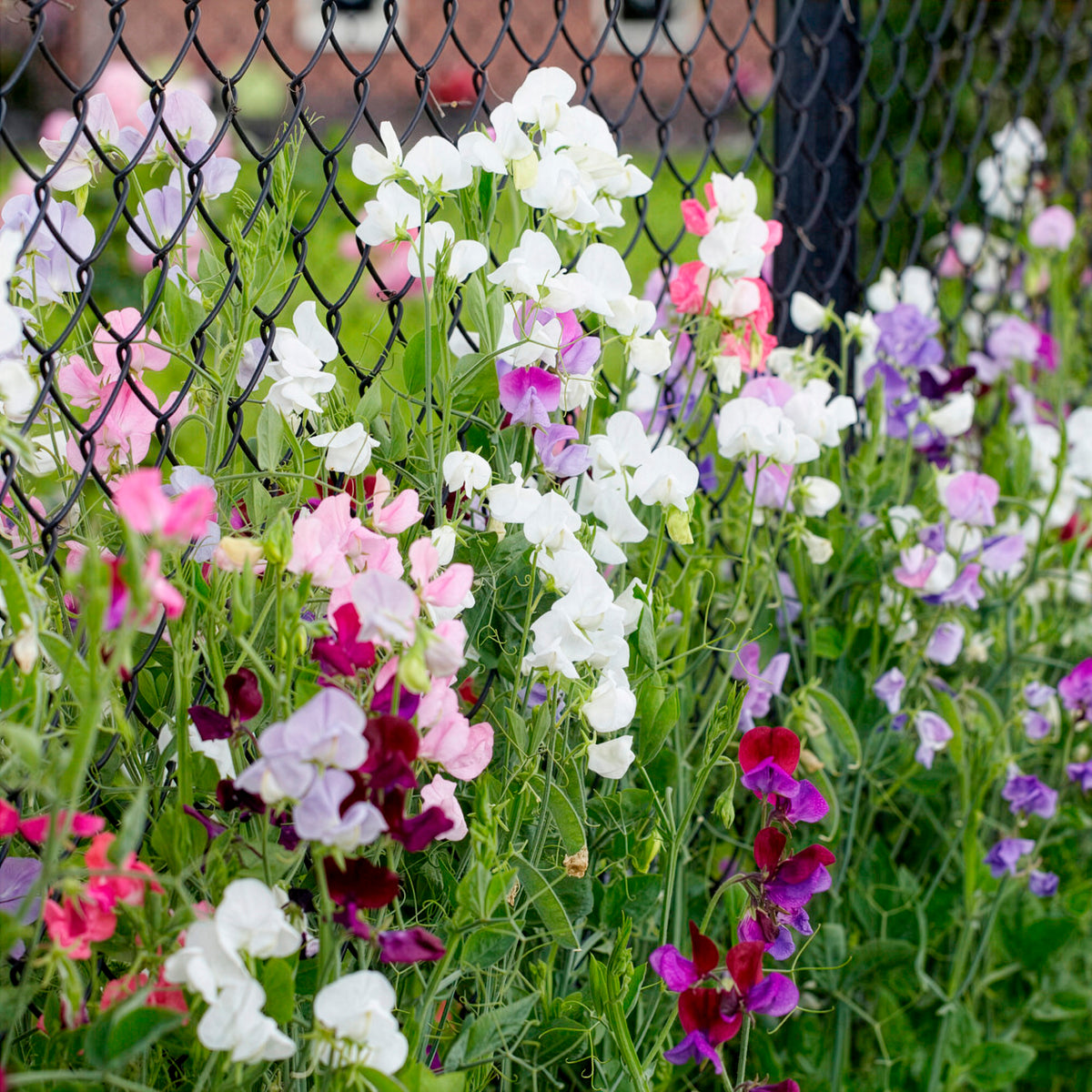 Duftwicken Mischung Bio - Lathyrus odoratus - Willemse