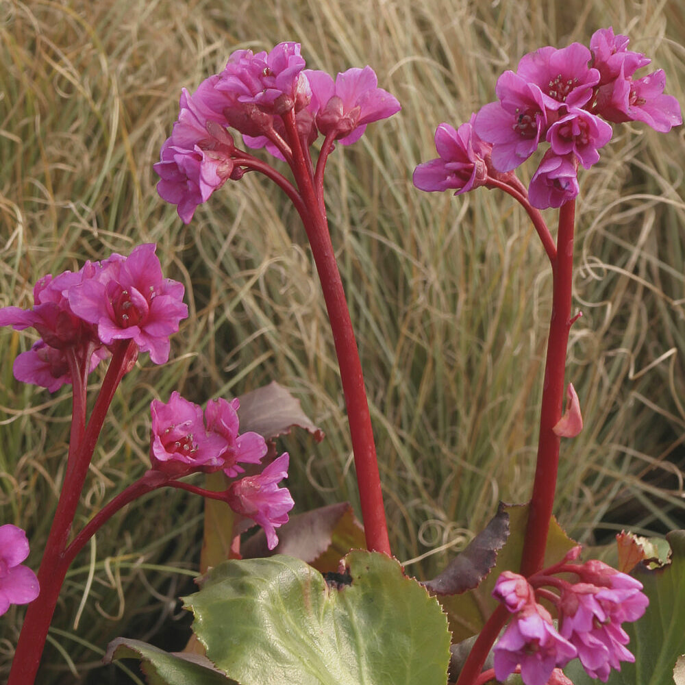 Bergenie ‘Abendglut’ - Willemse