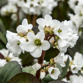 Bergenie ‘Bressingham White’ - Willemse