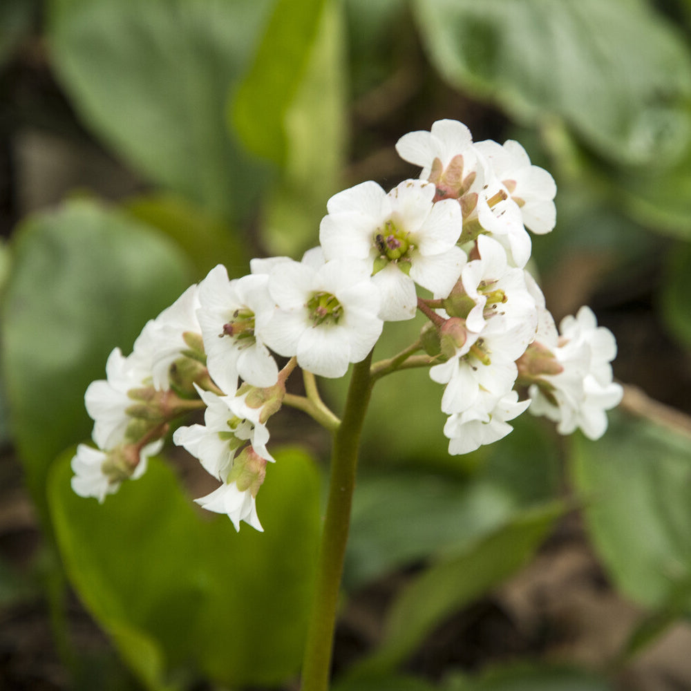 Bergenie ‘Bressingham White’ - Bergenia Bressingham White - Willemse