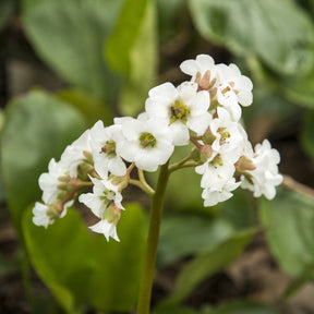 Bergenie ‘Bressingham White’ - Bergenia Bressingham White - Willemse