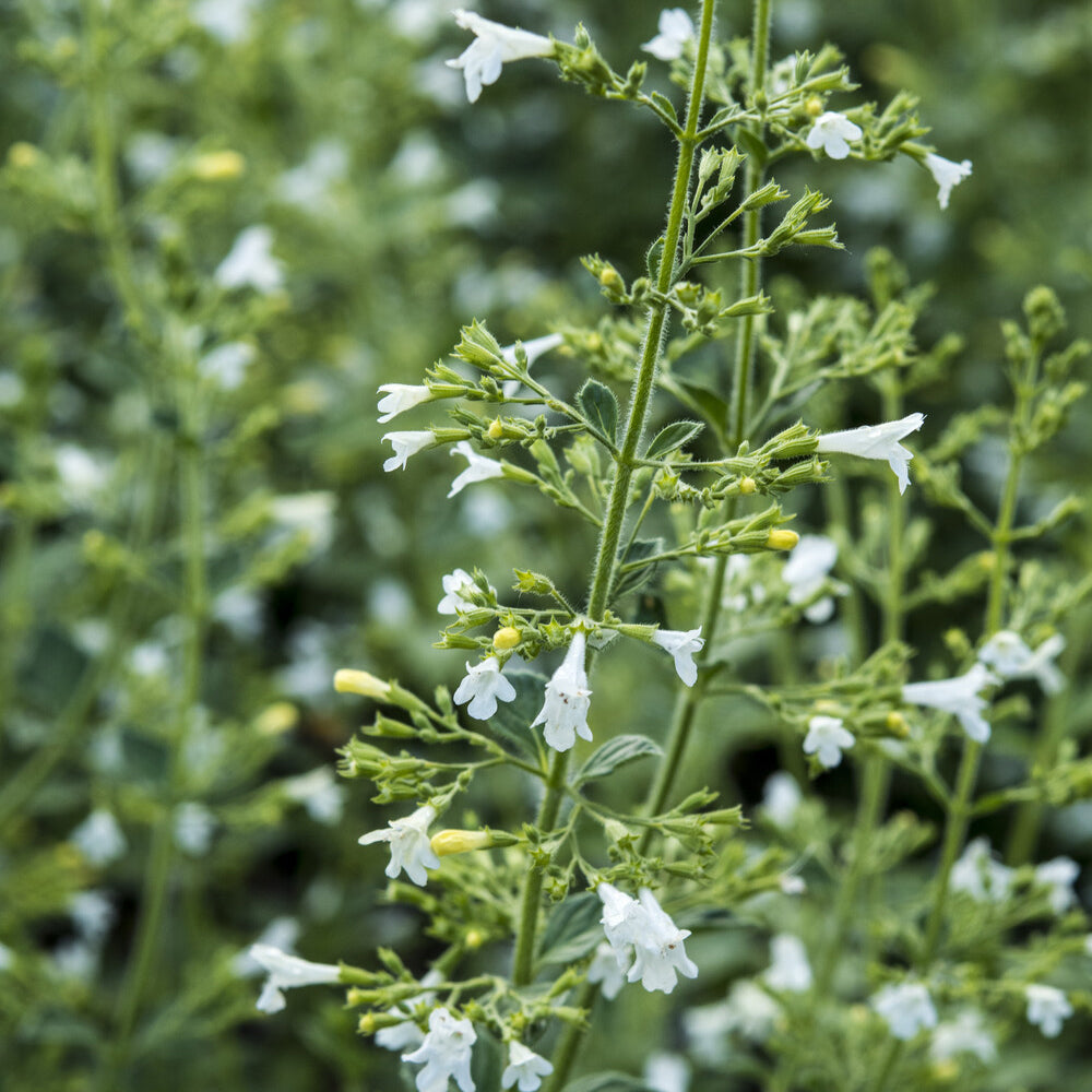 Kleiner Bergminze ‘White Cloud’ - Calamintha nepeta White Cloud - Willemse
