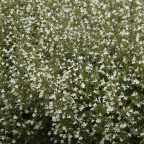 Kleiner Bergminze ‘White Cloud’ - Willemse