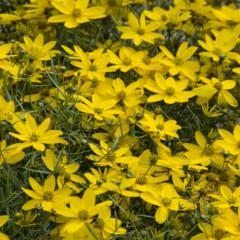 Netzblatt Schönauge 'Zagreb' - Coreopsis verticillata Zagreb - Willemse