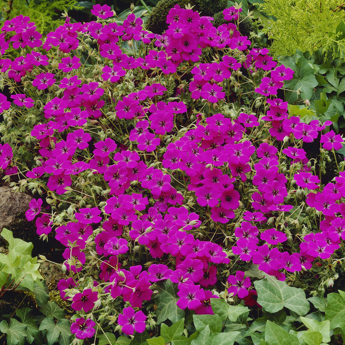 Aschgrauer Storchschnabel ‘Giuseppii’ - Willemse