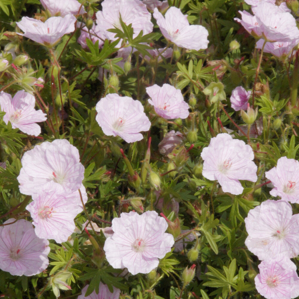 Blut-Storchschnabel 'Striatum' - Geranium sanguineum striatum - Willemse