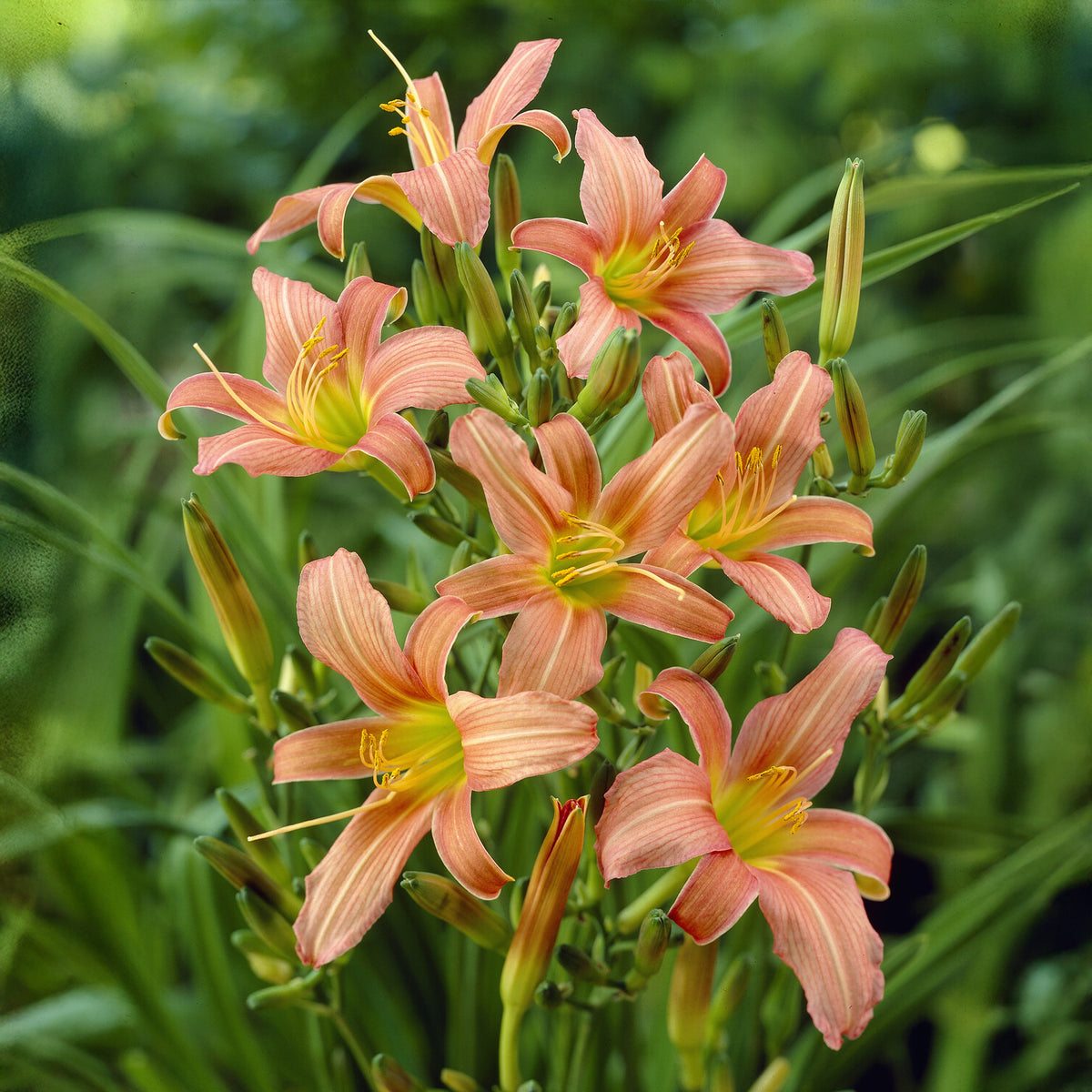 Hemerocallis Pink Charm Lilie eines Tages - Willemse