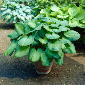 Duftende Lilien-Funkie Guacamole - Hosta Guacamole - Willemse