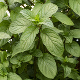 Mentha x piperita Chocolate - Schokoladen-Minze 'Chocolate' - Blühende Stauden