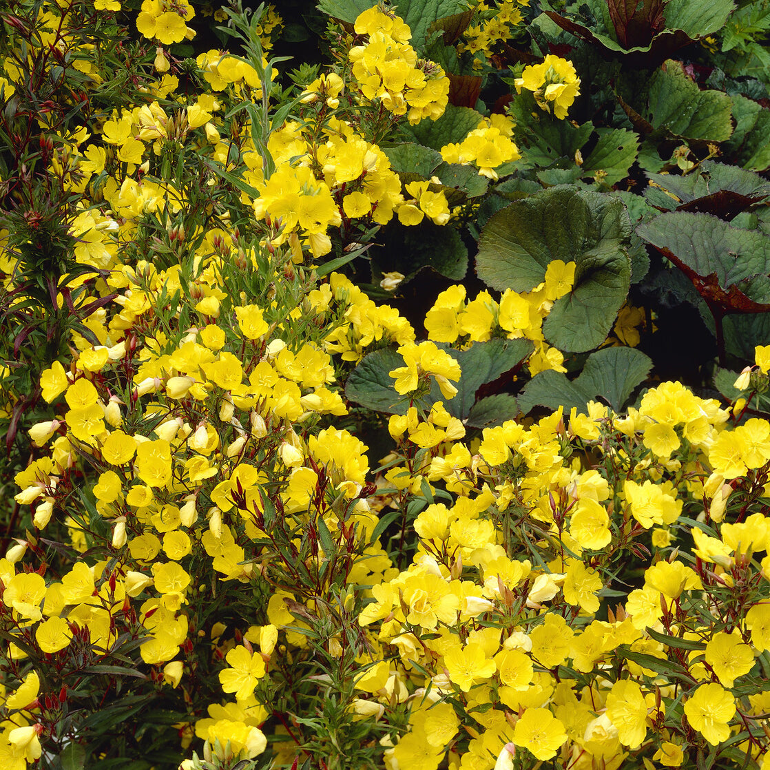 Nachtkerze Sonnenwende - Oenothera fruticosa Sonnenwende - Willemse
