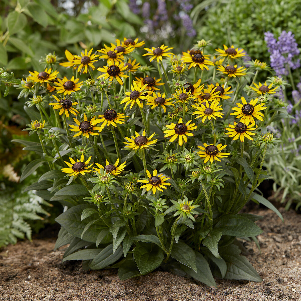 Sonnenhut ‘Little Goldstar’ - Willemse
