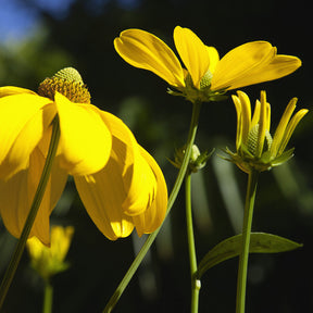 Sonnenhut ‘Herbstsonne’ - Rudbeckia nitida Herbstsonne - Willemse