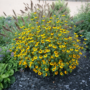 Dreilappiger Sonnenhut - Rudbeckia  triloba - Willemse