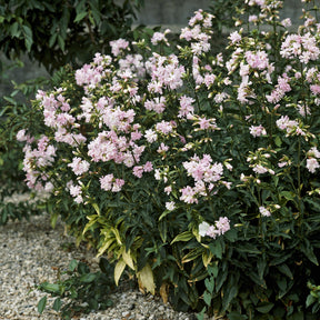 Seifenkraut rosa (gefüllt) - Saponaria officinalis Rosea Plena - Willemse