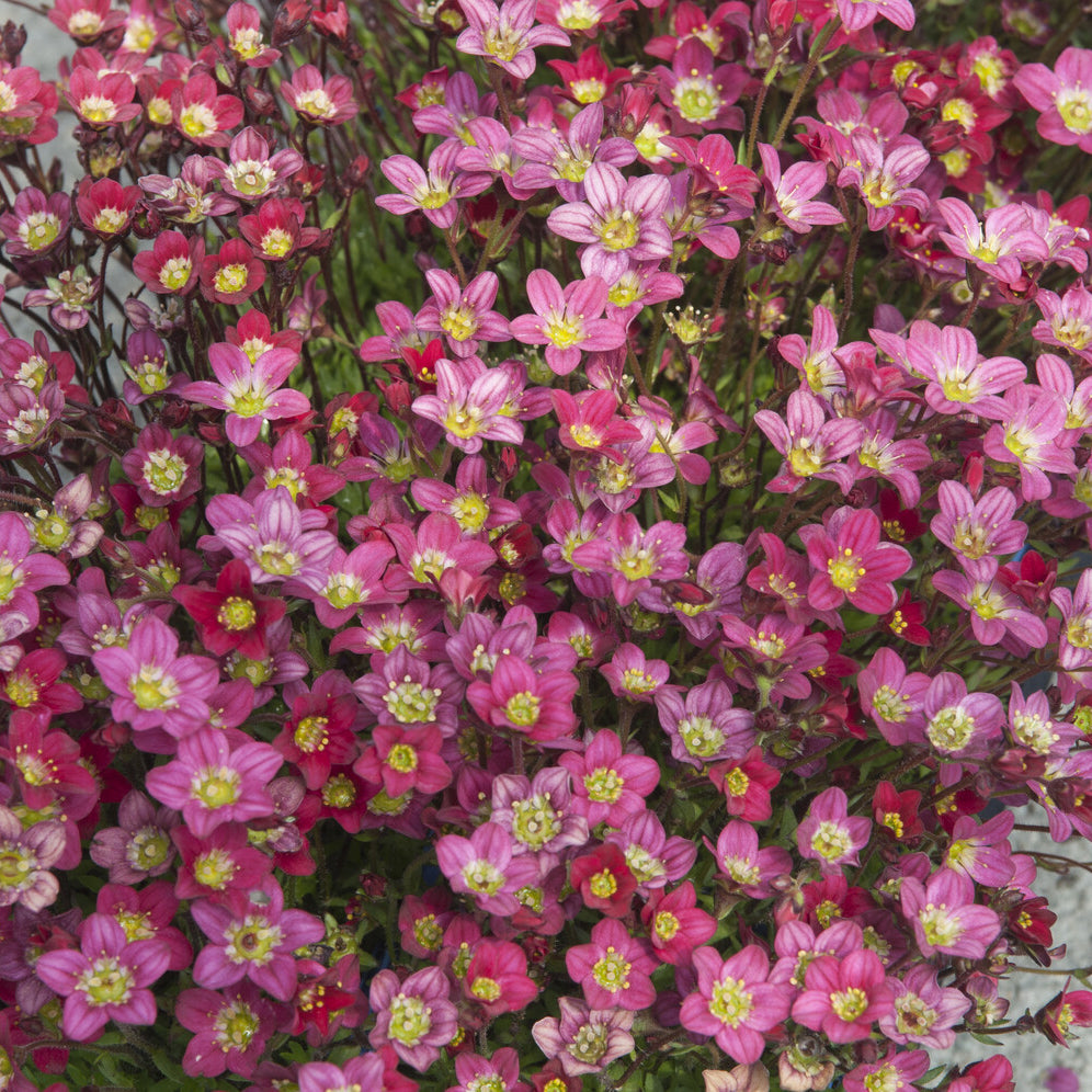 Saxifraga arendsii Peter Pan - Moos Steinbrech 'Peter Pan' - Saxifraga