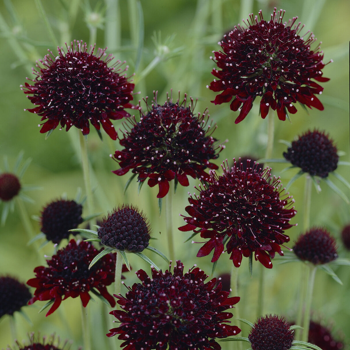 Skabiose ‘Chile Black’ - Scabiosa atropurpurea Chile Black - Willemse