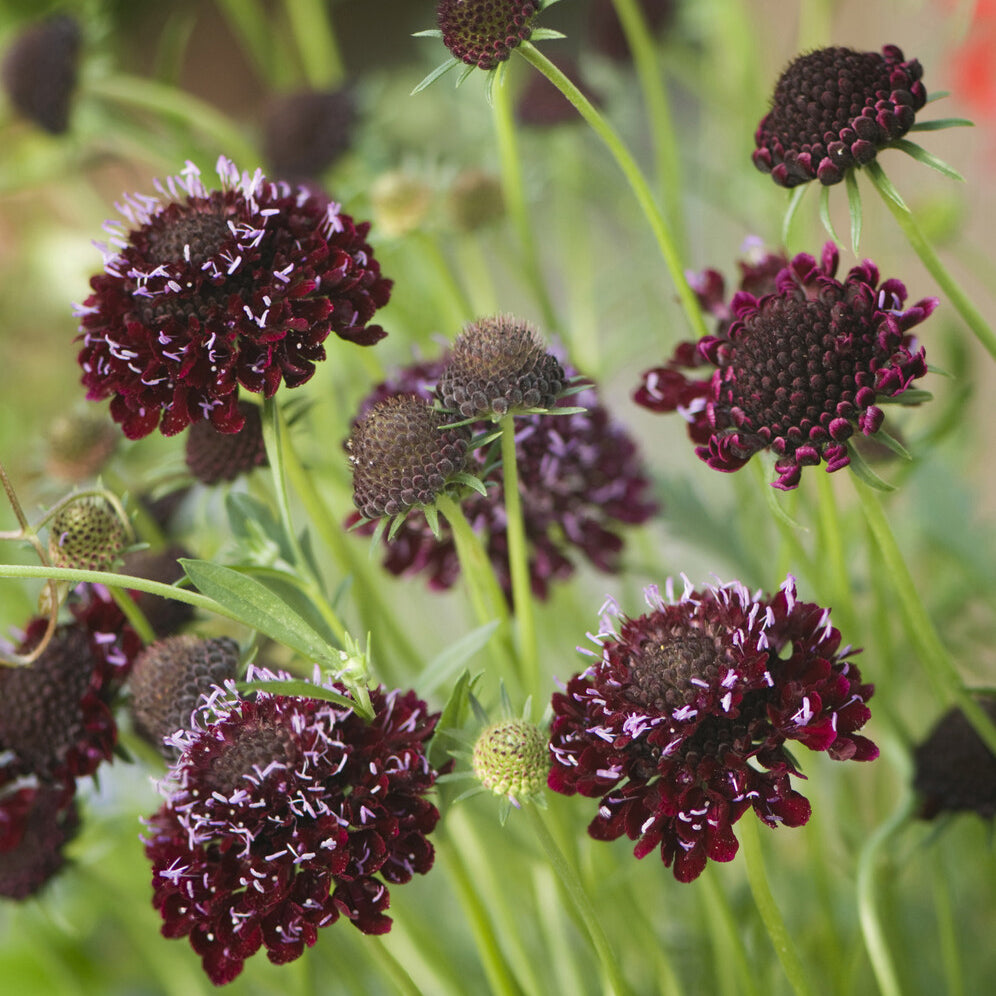 Skabiose ‘Chile Black’ - Willemse