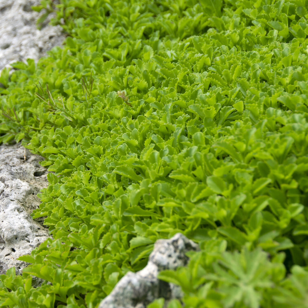 Kamtschatka-Fetthenne - Sedum kamtschaticum - Willemse