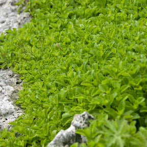 Kamtschatka-Fetthenne - Sedum kamtschaticum - Willemse