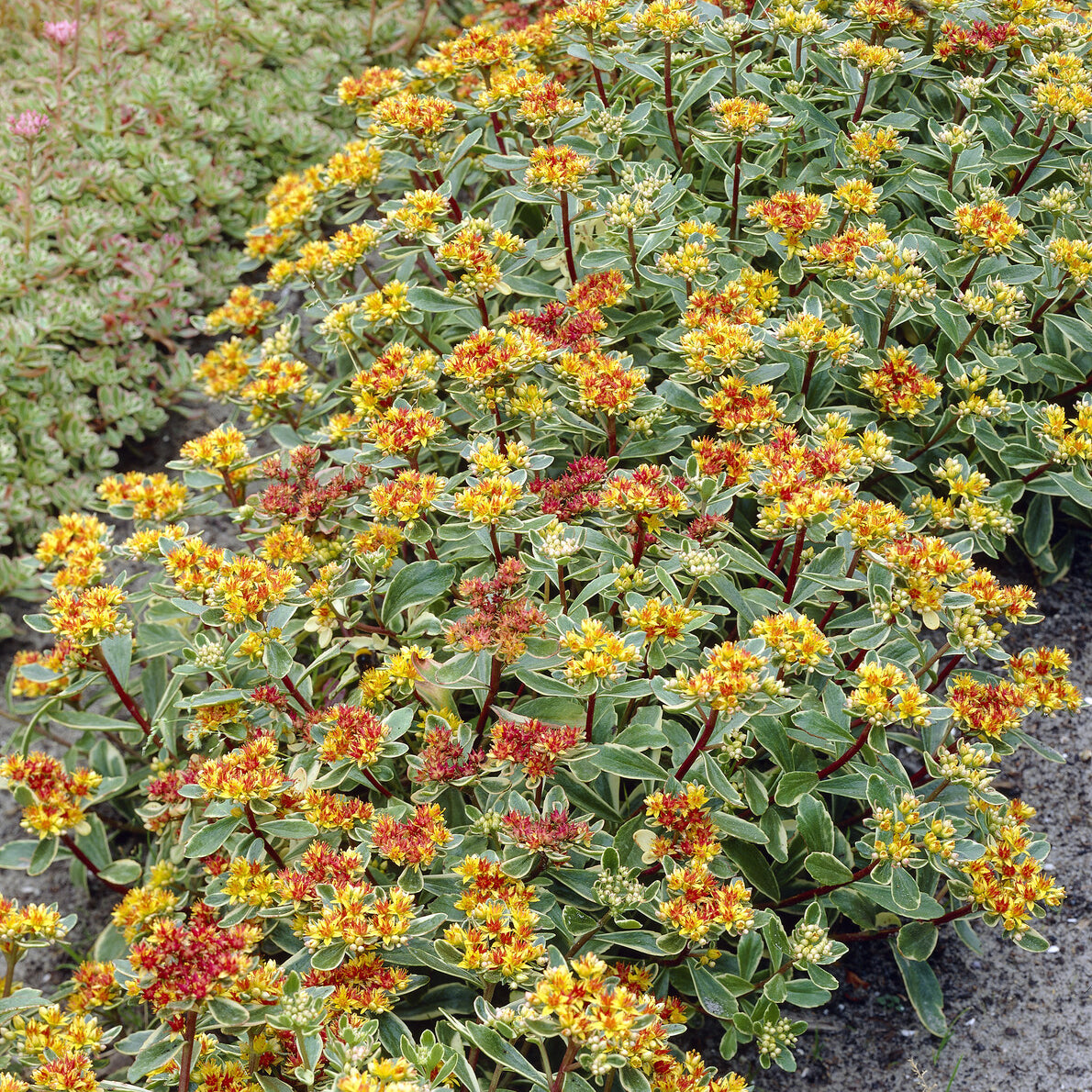 Buntlaubiges Fettblatt 'Variegatum' - Willemse