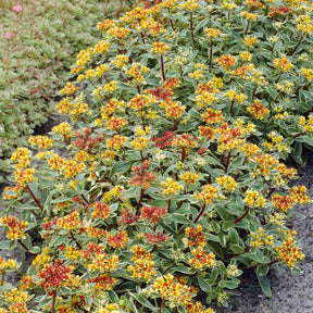Buntlaubiges Fettblatt 'Variegatum' - Willemse