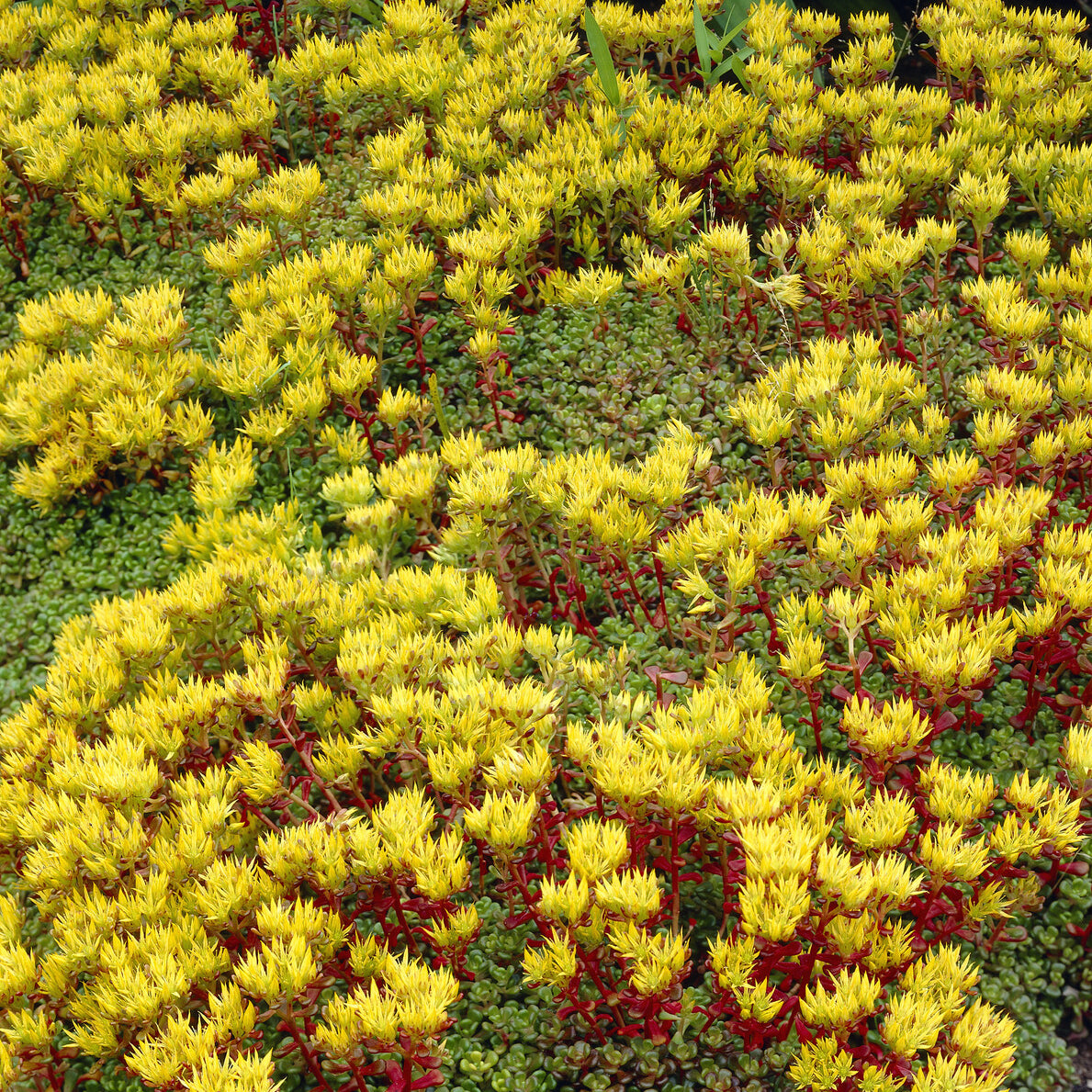 Oregon-Fetthenne - Sedum oreganum - Willemse