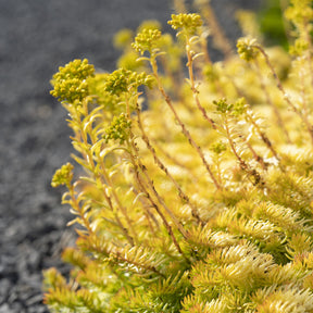 Verkauf Felsen-Fetthenne ‘Angelina’ - Sedum reflexum Angelina
