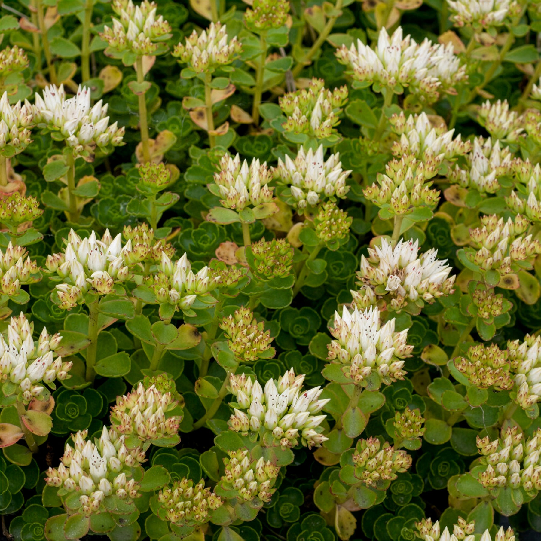 Schneeteppich Fettblatt 'Album Superbum' - Sedum spurium album superbum - Willemse