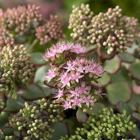 Sedum sieboldii - Siebolds Fettblatt - Sedum - Fetthenne