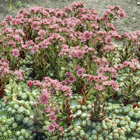 Spinnweb-Hauswurz - Sempervivum arachnoideum - Willemse