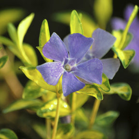 Kleines Immergrün 'Argenteovariegata' - Vinca minor Argenteovariegata - Willemse