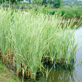Rohrkolben Variegata - Typha latifolia variegata - Willemse