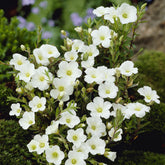 Berg-Sandkraut - Arenaria montana - Willemse