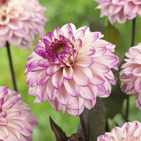 Dekorative Dahlien 'Flashback' - Dahlia Flashback - Willemse