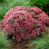Fetthenne SunSparkler Dazzleberry - Sedum Dazzleberry - Willemse