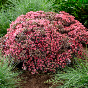 Fetthenne SunSparkler Dazzleberry - Sedum Dazzleberry - Willemse
